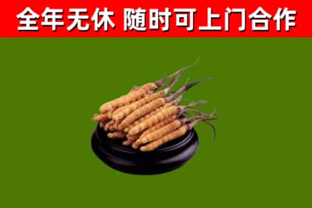 德阳回收冬虫夏草
